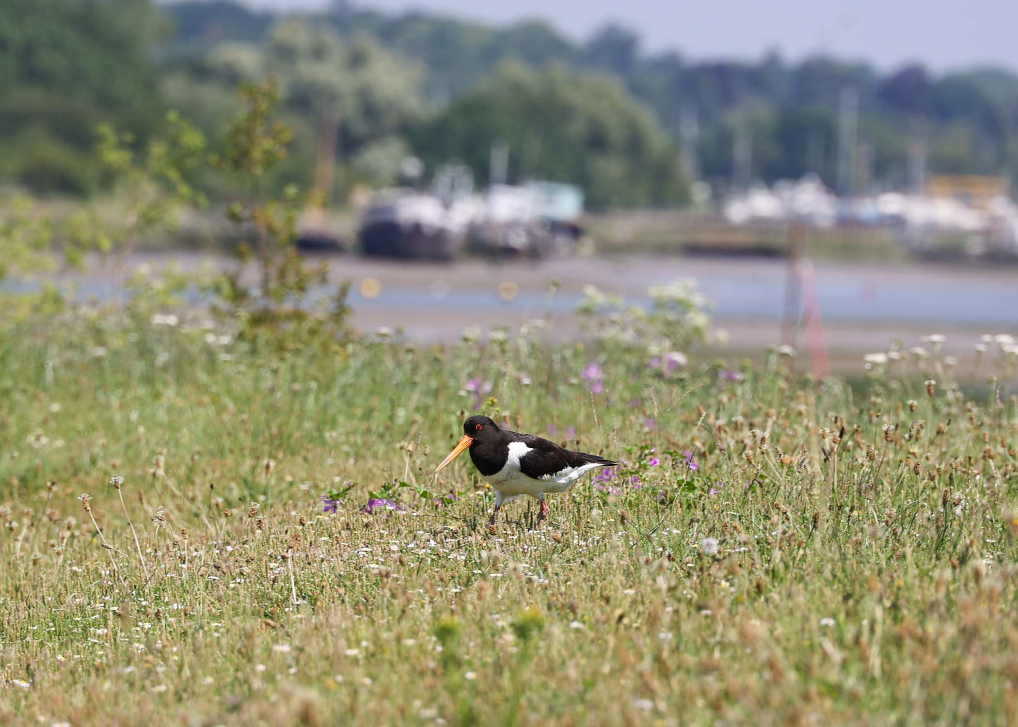 An Oystercatcher on the penisula at woodbridge marina on a wedding day in Woodbridge captured by Suffolk Wedding Photographer Hayley Denston Photography